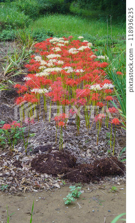 Red and white cluster amaryllis Red and white cluster amaryllis 118936235
