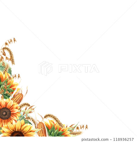 Watercolor fall composition, template with yellow sunflowers, oat branches, ears of wheat, and corncobs, maize. Watercolor illustration isolated on white. For greeting card invitation clip art sticker Watercolor fall composition, template with yellow sunflowers, oat branches, ears of wheat, and corncobs, maize. Watercolor illustration isolated on white. For greeting card invitation clip art sticker 118936257