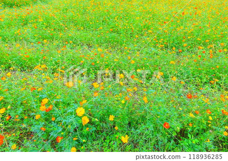 波斯菊盛開，秋天的櫻花，波斯菊山，城山高原 118936285
