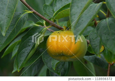 Ise Renjidaiji Temple Ise Renjidaiji Temple 118936372