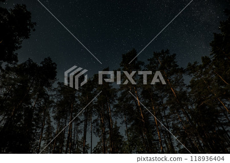 Starry night sky over a dense forest with tall trees silhouetted against the backdrop of twinkling stars Starry night sky over a dense forest with tall trees silhouetted against the backdrop of twinkling stars 118936404