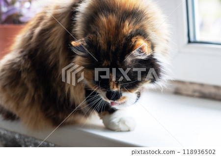 A cute cat is comfortably sitting on a window sill, gazing outside the window A cute cat is comfortably sitting on a window sill, gazing outside the window 118936502
