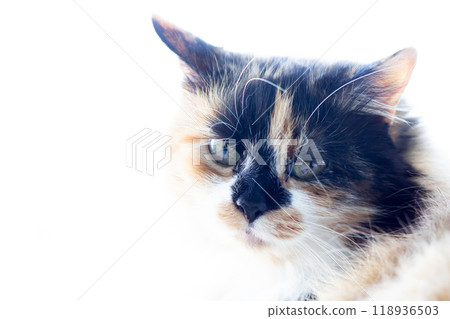 A detailed closeup of a beautiful calico cat gazing out a window A detailed closeup of a beautiful calico cat gazing out a window 118936503