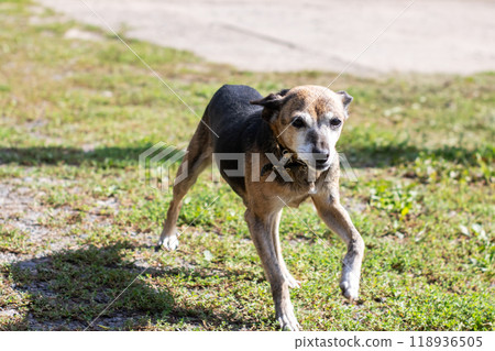 A small brown and black dog is currently standing proudly in the grass A small brown and black dog is currently standing proudly in the grass 118936505