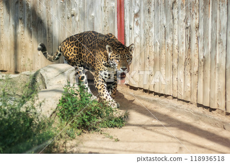 A majestic jaguar is walking gracefully through a fenced in area at a zoo 118936518