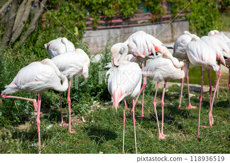A flock of colorful flamingos searches for food in the grass 118936519