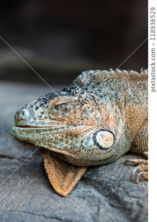 A lizard is currently laying out on a rock with its mouth wide open A lizard is currently laying out on a rock with its mouth wide open 118936529
