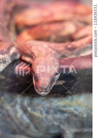 CloseUp of a Beautiful Python in Its Natural Habitat, Showcasing Its Intricacies CloseUp of a Beautiful Python in Its Natural Habitat, Showcasing Its Intricacies 118936531