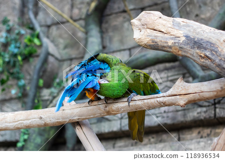 A vibrant blue and yellow parrot is perched comfortably on a tree branch A vibrant blue and yellow parrot is perched comfortably on a tree branch 118936534
