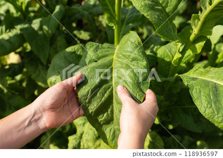 Farmer holds the leaf of tabacco on the field 118936597