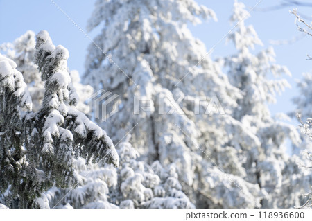 Snow covered trees. Winter forest. 118936600