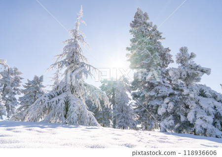 Snow covered trees. Winter forest. 118936606