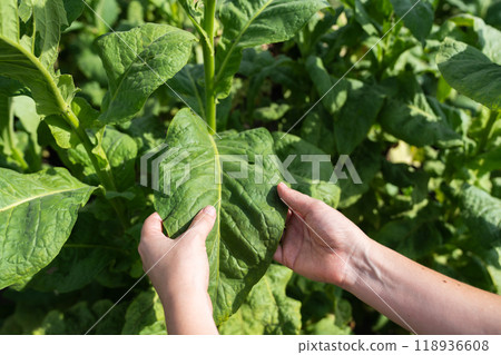 Farmer holds the leaf of tabacco on the field 118936608