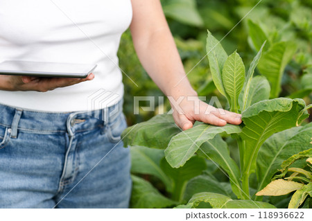 Female farmer with digital tablet on a tobacco field 118936622