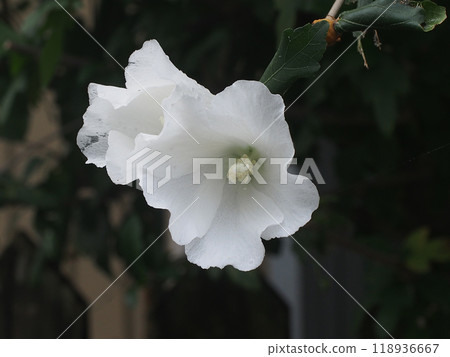 White Rose of Sharon on a cloudy day (Rose of Sharon flower with water droplets) White Rose of Sharon on a cloudy day (Rose of Sharon flower with water droplets) 118936667