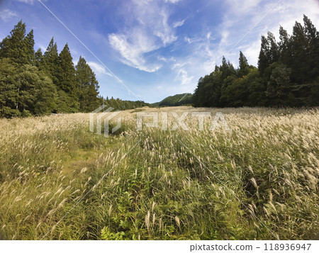 Beautiful silver grass covering the closed Yanaba International Ski Resort, Hakuba Village, Nagano Prefecture (aerial view taken by drone) Beautiful silver grass covering the closed Yanaba International Ski Resort, Hakuba Village, Nagano Prefecture (aerial view taken by drone) 118936947