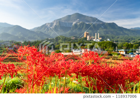 <Saitama Prefecture> Terasaka rice terraces with blooming red spider lilies and Chichibu in autumn 118937006