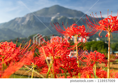 [埼玉縣] 秋天的秩父寺坂梯田，蜘蛛百合盛開 118937009