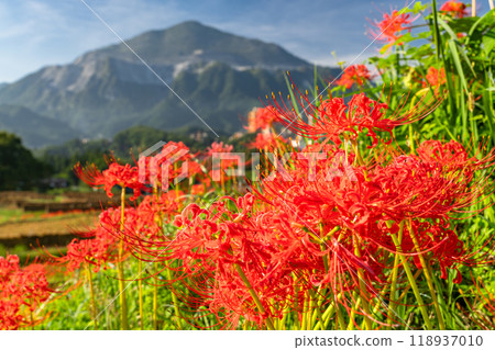 <Saitama Prefecture> Terasaka rice terraces with blooming red spider lilies and Chichibu in autumn 118937010