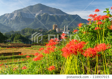 <Saitama Prefecture> Terasaka rice terraces with blooming red spider lilies and Chichibu in autumn <Saitama Prefecture> Terasaka rice terraces with blooming red spider lilies and Chichibu in autumn 118937015