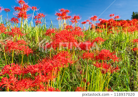 <Saitama Prefecture> Terasaka rice terraces with blooming red spider lilies and Chichibu in autumn <Saitama Prefecture> Terasaka rice terraces with blooming red spider lilies and Chichibu in autumn 118937020