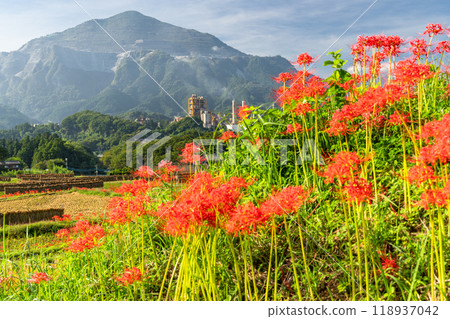<Saitama Prefecture> Terasaka rice terraces with blooming red spider lilies and Chichibu in autumn <Saitama Prefecture> Terasaka rice terraces with blooming red spider lilies and Chichibu in autumn 118937042