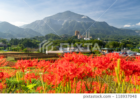 [埼玉縣] 秋天的秩父寺坂梯田，蜘蛛百合盛開 118937048
