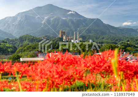 [埼玉縣] 秋天的秩父寺坂梯田，蜘蛛百合盛開 118937049
