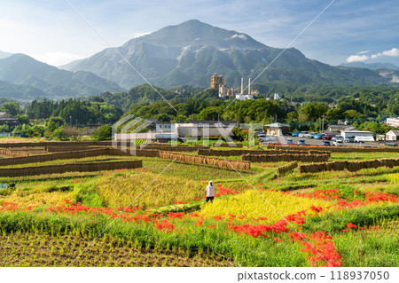 <Saitama Prefecture> Terasaka rice terraces with blooming red spider lilies and Chichibu in autumn 118937050
