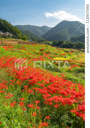 [埼玉縣] 秋天的秩父寺坂梯田，蜘蛛百合盛開 118937060