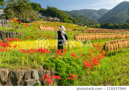 <Saitama Prefecture> Terasaka rice terraces with blooming red spider lilies and Chichibu in autumn 118937064