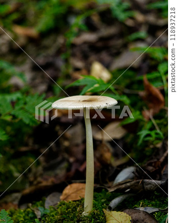 Amanita phalloides Amanita phalloides 118937218