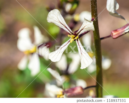 芝麻菜有十字形白花 118937331