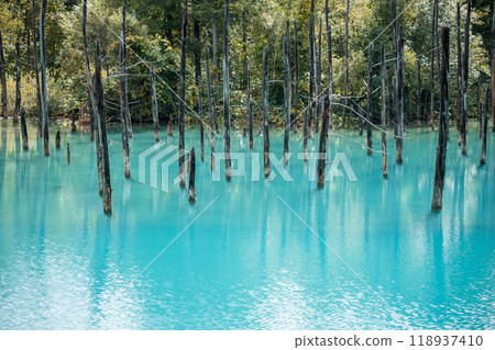 [Biei Town, Shirogane: Blue Pond and Water Mirror] 118937410