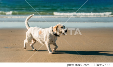 Dog running at sea shore Dog running at sea shore 118937488