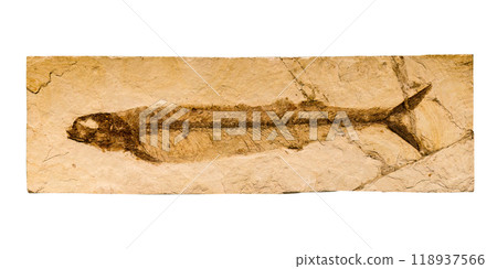 Prehistoric fish fossil Prehistoric fish fossil 118937566
