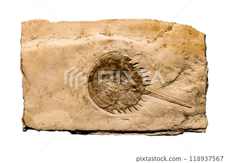 Aquatic animal Horseshoe Crab Fossil Aquatic animal Horseshoe Crab Fossil 118937567