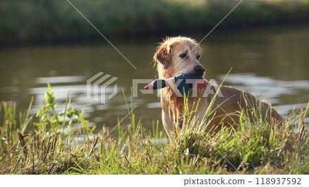 Golden retriever dog swimming in river 118937592