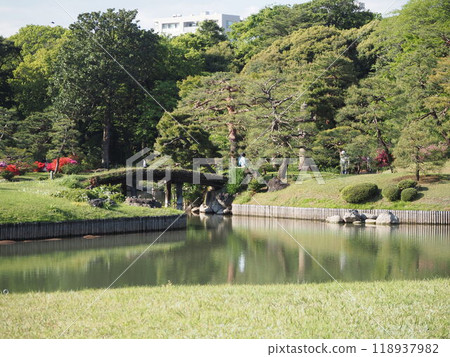 Takuru Bridge at Rikugien Garden surrounded by fresh greenery and azaleas in full bloom Takuru Bridge at Rikugien Garden surrounded by fresh greenery and azaleas in full bloom 118937982