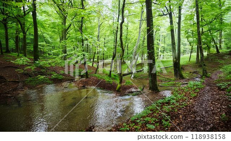 River in the forest and sunlight filtering through the trees River in the forest and sunlight filtering through the trees 118938158