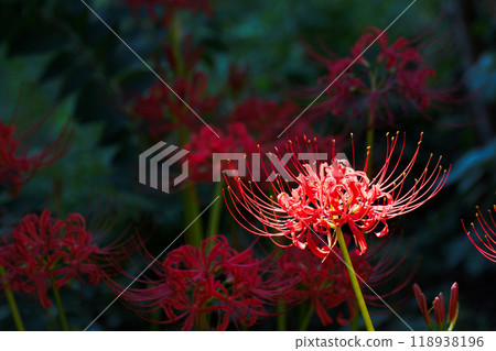Cluster amaryllis 118938196