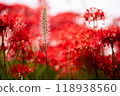 彼岸花 石蒜 曼珠沙華 118938560