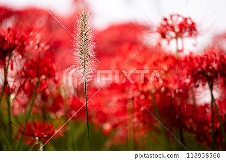 cluster amaryllis, red spider lily, flower garden 118938560