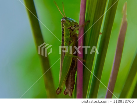 I encountered a small grasshopper while walking. I encountered a small grasshopper while walking. 118938700
