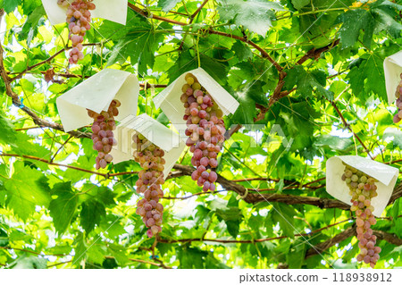 [山梨縣] 葡萄採摘、葡萄園葡萄、長串葡萄 118938912