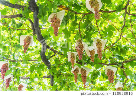 [Yamanashi Prefecture] Grape picking, grapes in the vineyard, long bunches of grapes 118938916