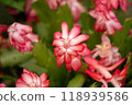 開花在秋天的紅色丹麥仙人掌花 118939586