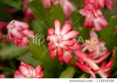 開花在秋天的紅色丹麥仙人掌花 開花在秋天的紅色丹麥仙人掌花 118939586