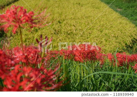 當Higanobi開花時 當Higanobi開花時 118939940