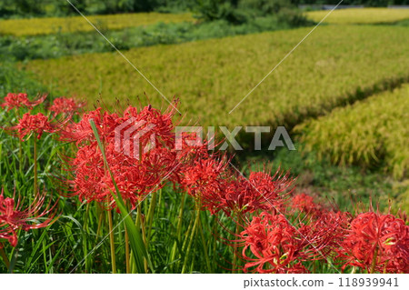When Higanobi blooms When Higanobi blooms 118939941